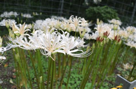 彼岸花 開花|彼岸花の開花時期はいつ頃？見頃の季節や日本でも有。